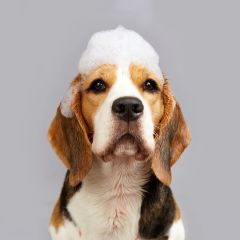 Dog Grooming Services Westcliff on Sea