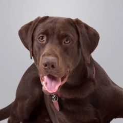 Dog Grooming Services Westcliff and Southend