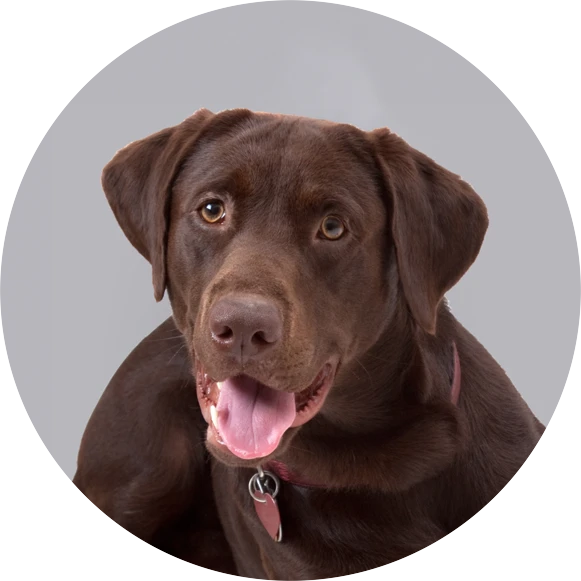 Dog Groomin in Westcliff-on-Sea, Southend